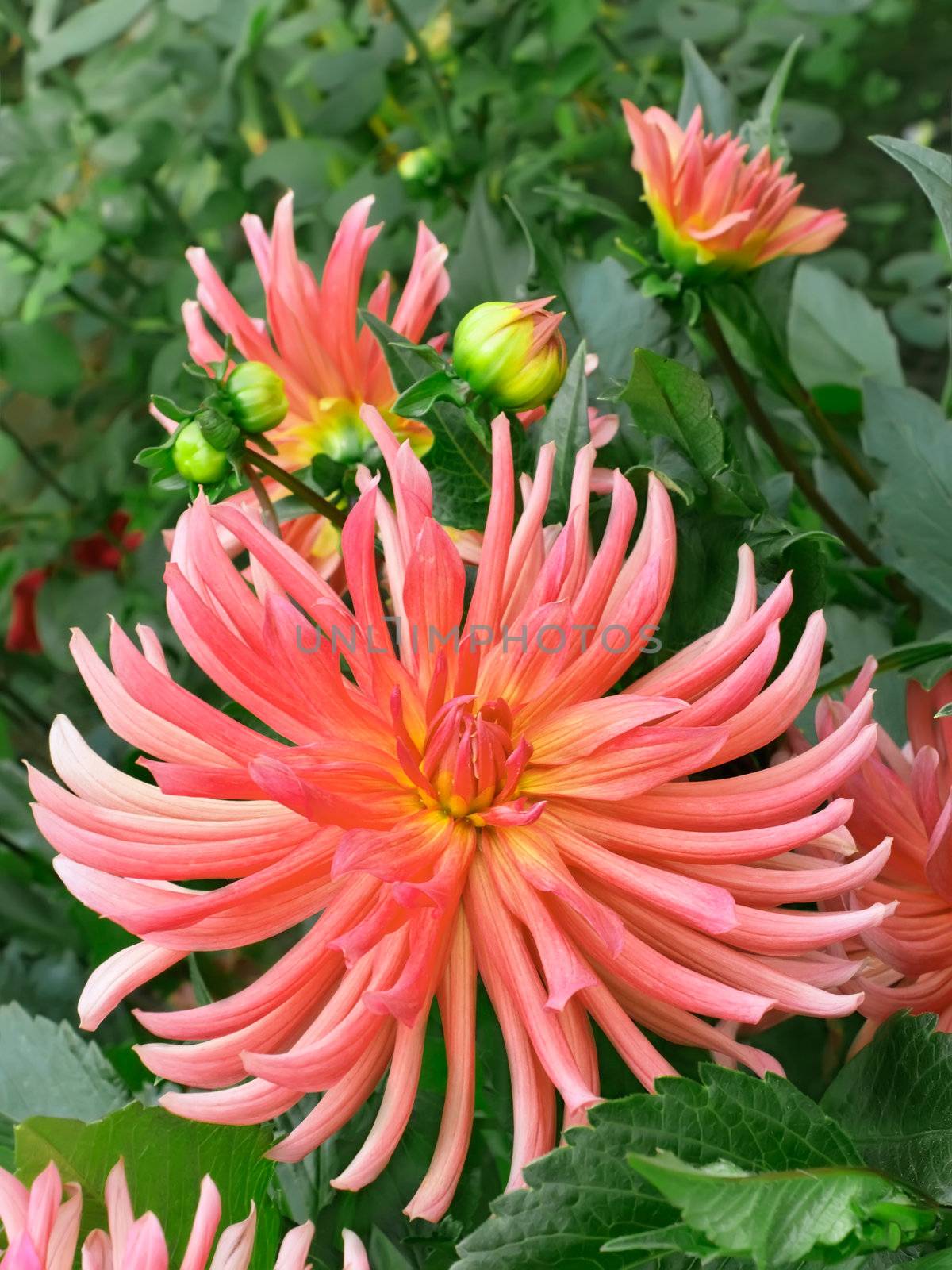 Dahlias in the flowerbed. Fine sunny day