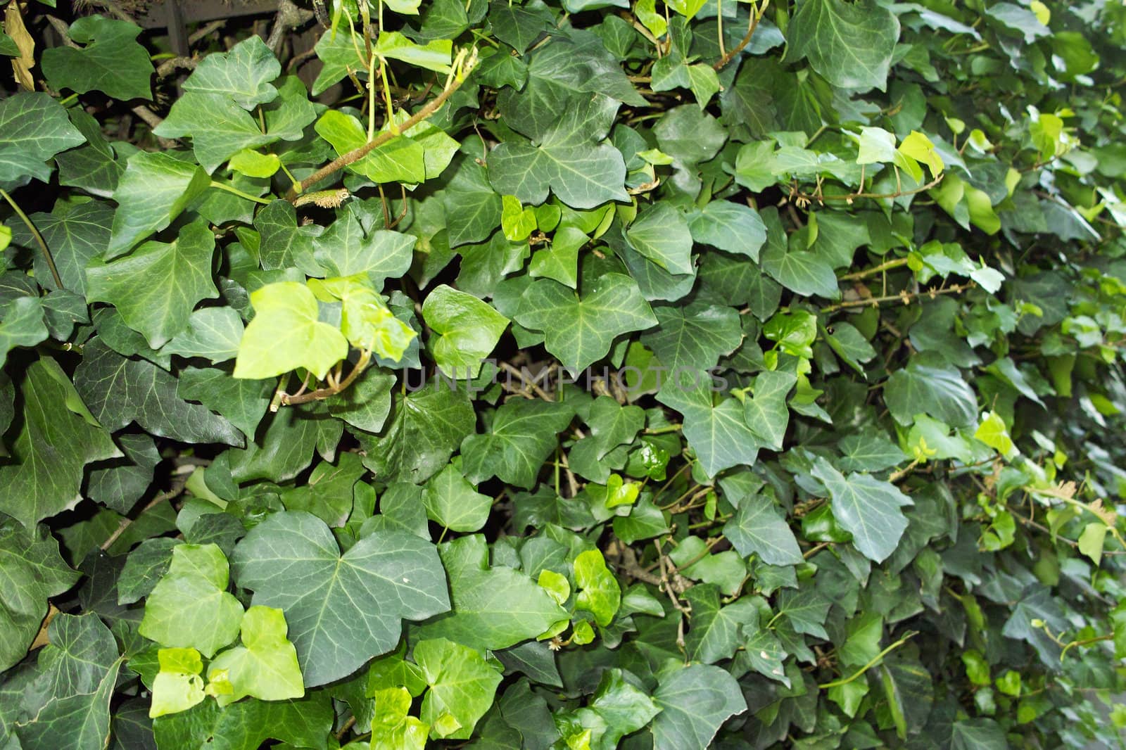 Ivy, Hedera helix