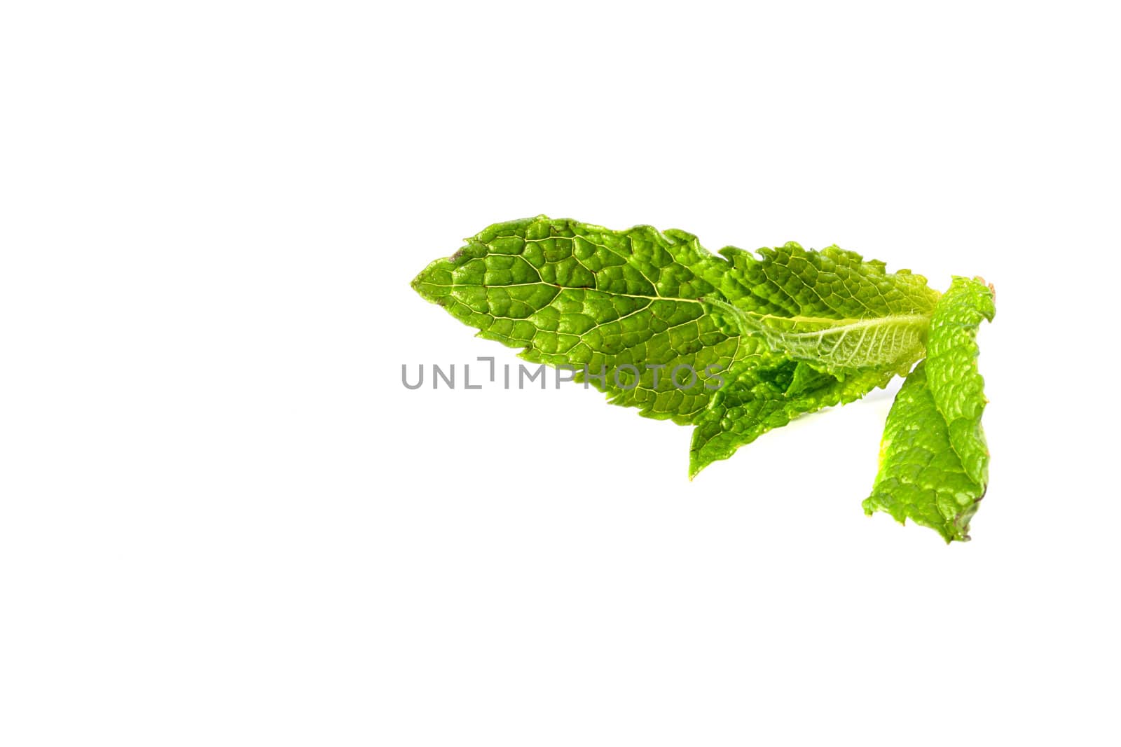 Green branch of mint on white background. It is used in cookery and pharmaceutics.