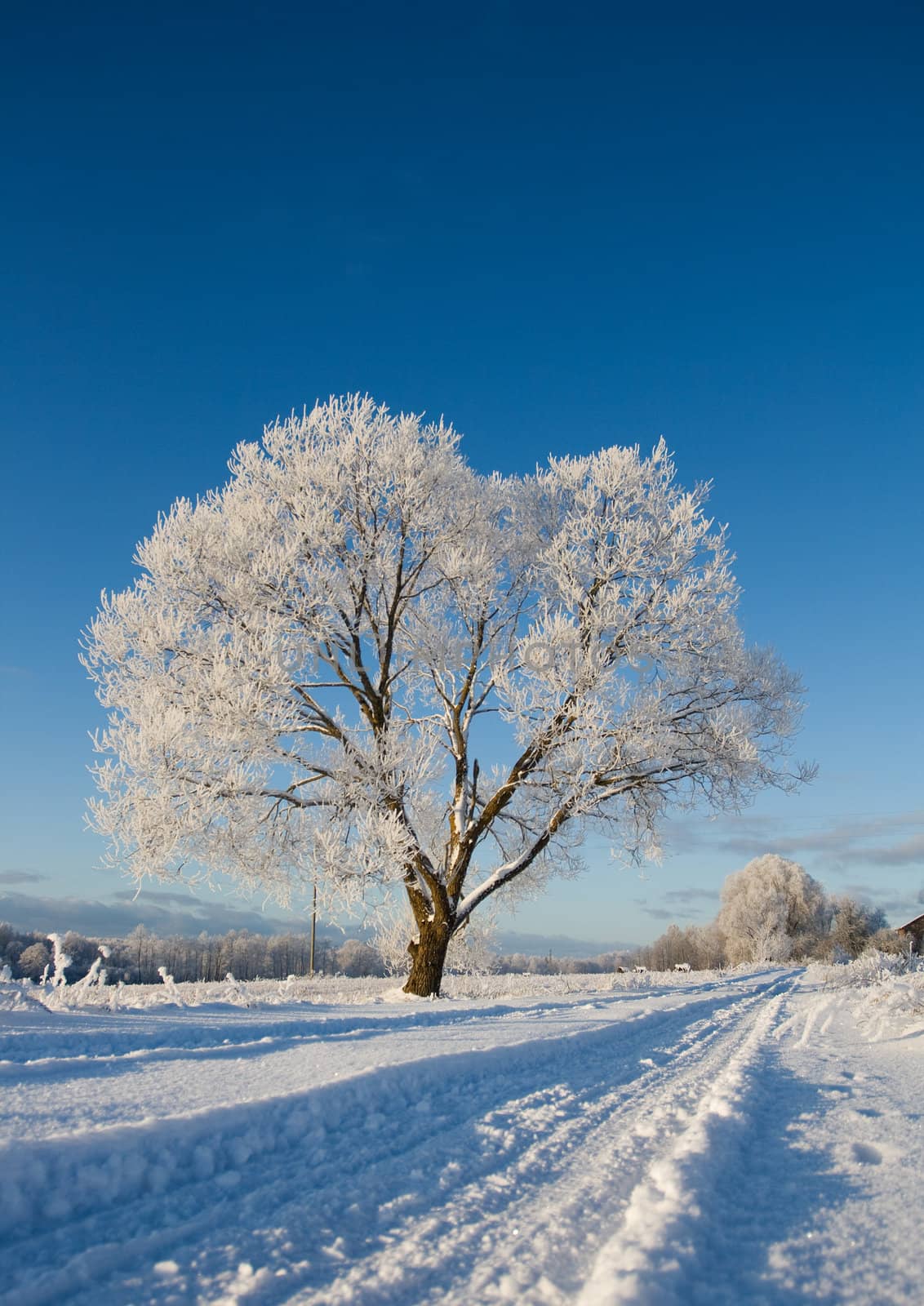 Frost covered tree in winter with natural blue sky