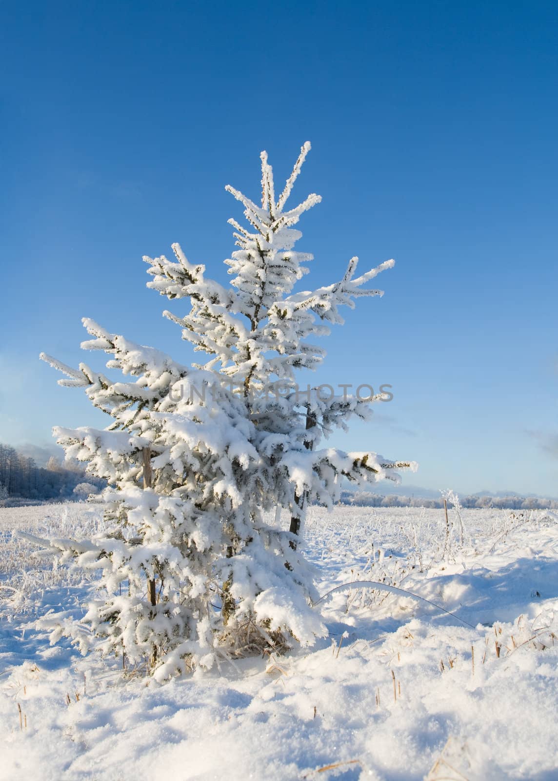 Frost covered christmas tree by ints