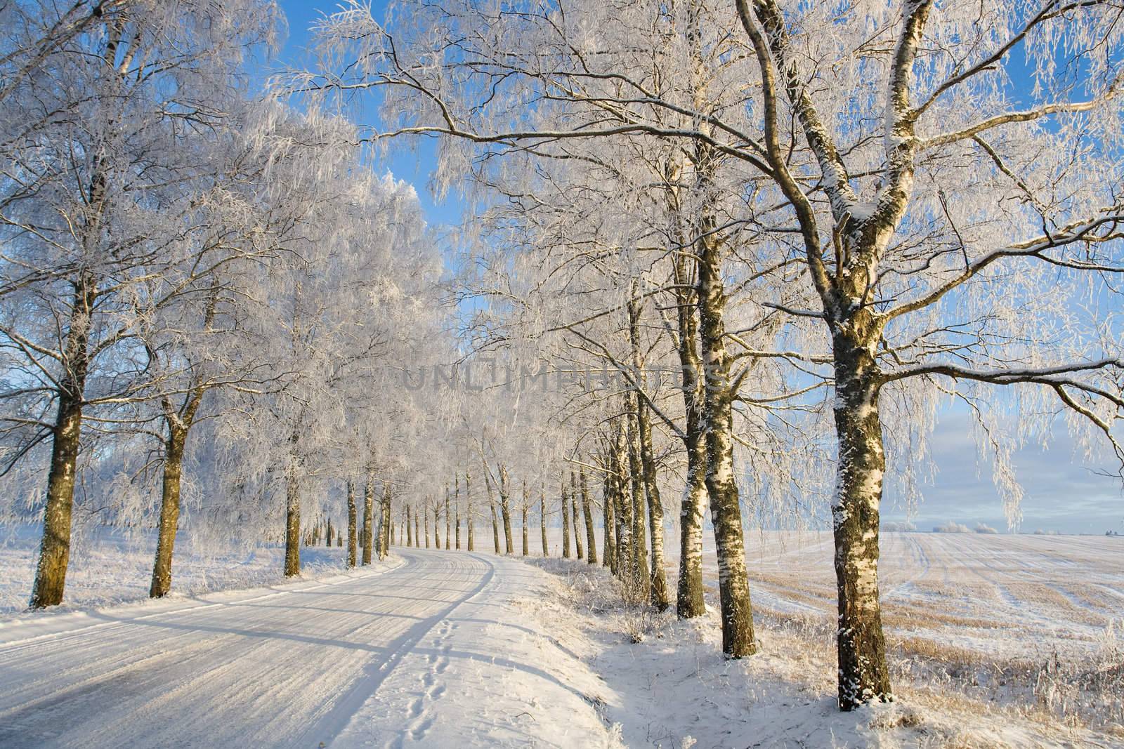 Country roud with frost covered birch tree allay in winter