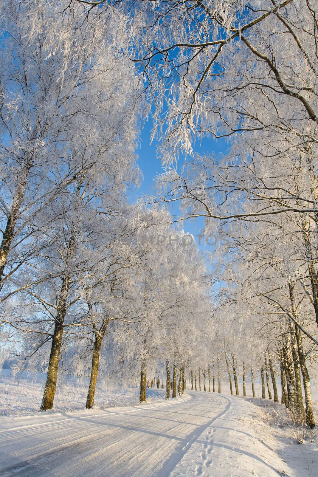 Frost covered birch tree by ints