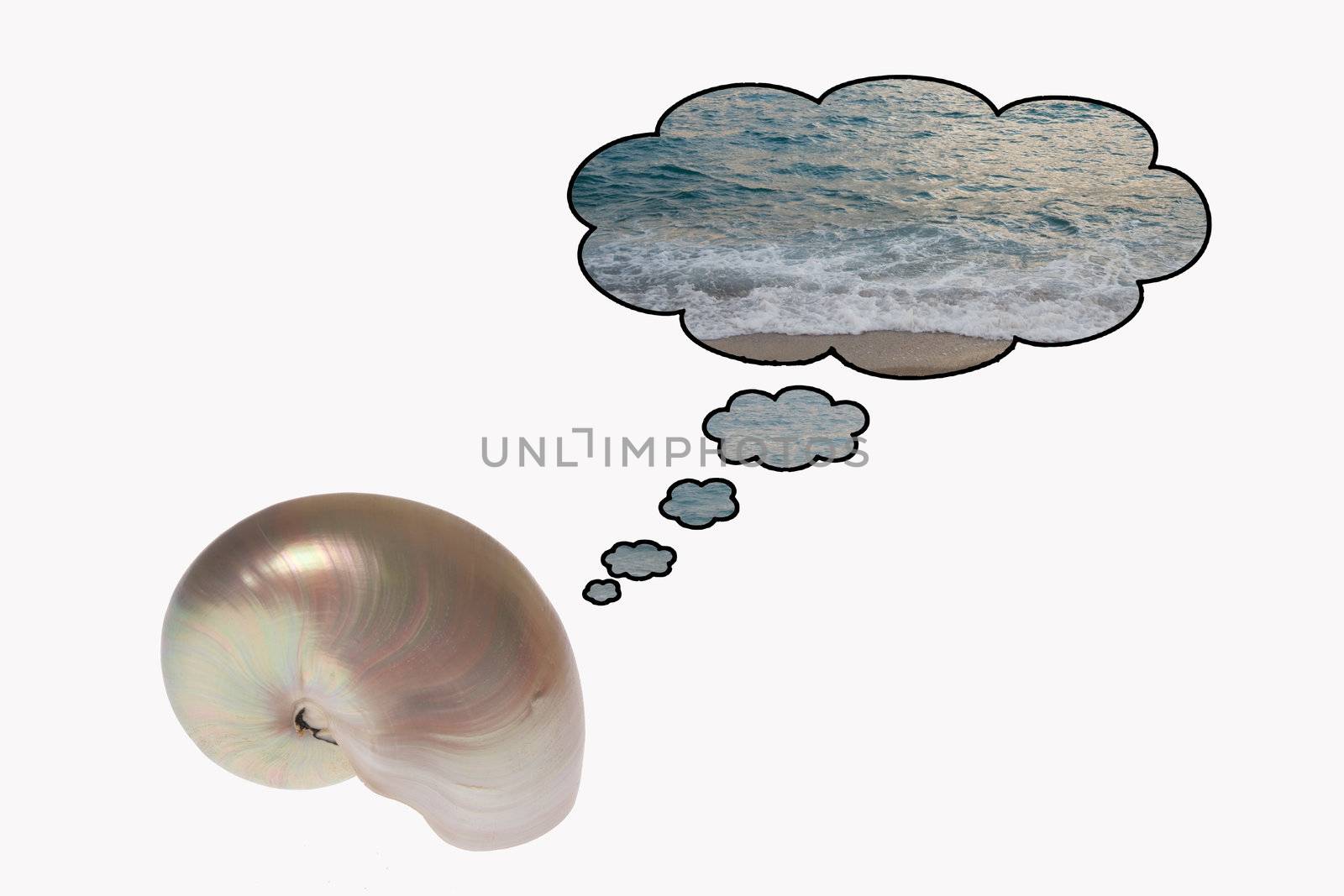 A homesick and dreaming nautilus: An isolate picture of a  winkle with thought bubbles illustrating dreams about the sea.