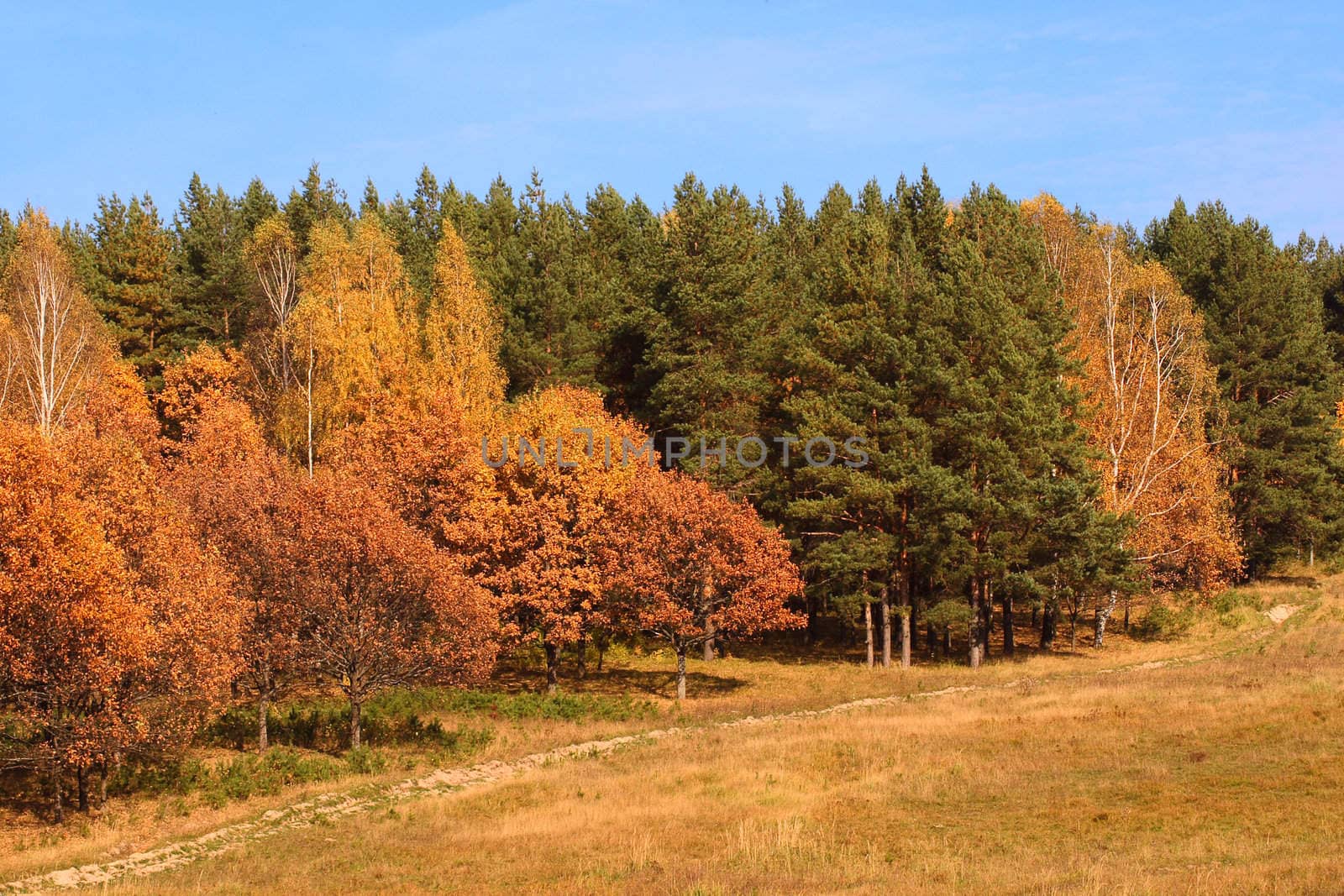 Autumn landscape with an edge of wood and road