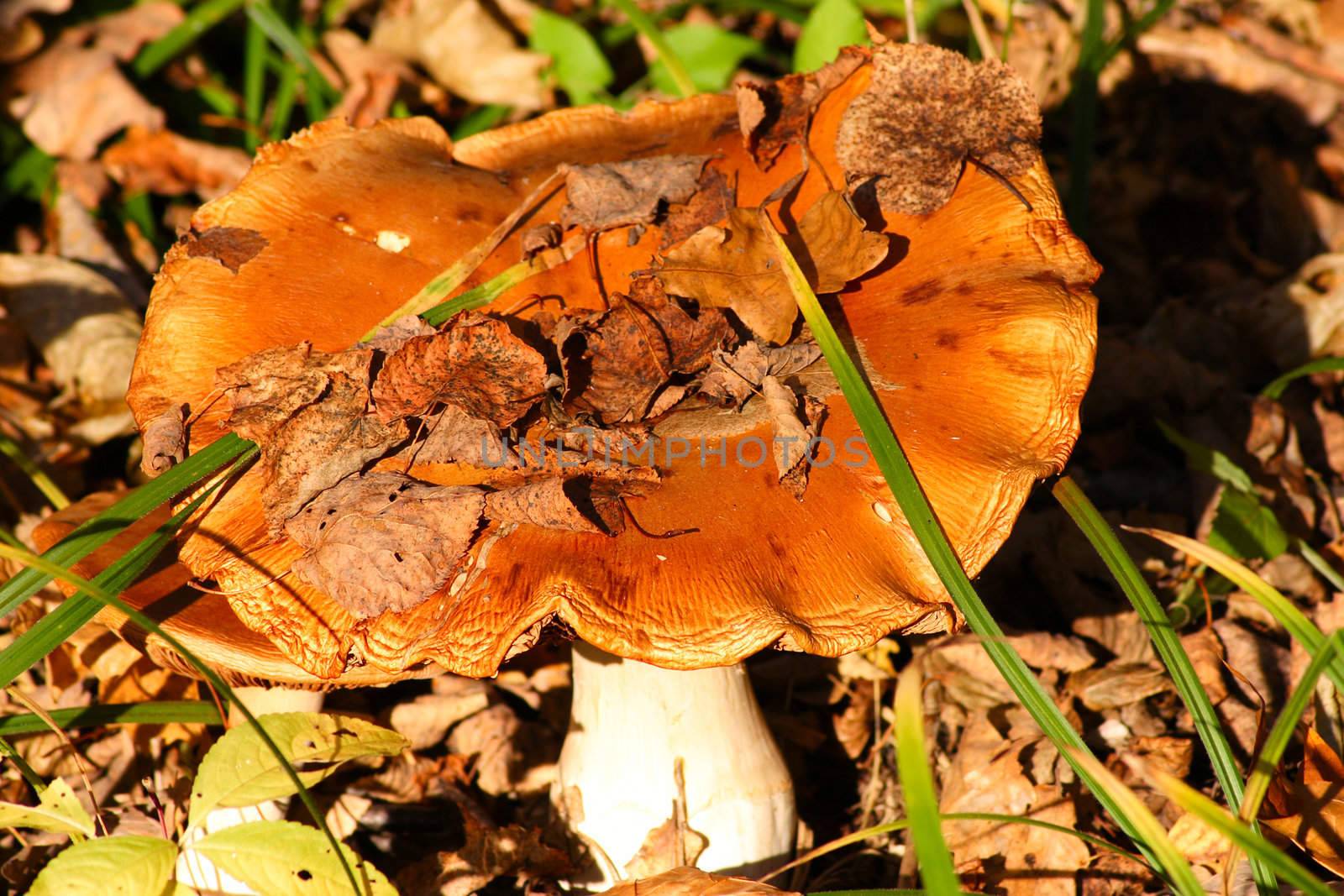 Orange lamellar mushroom in autumn foliage removed close up