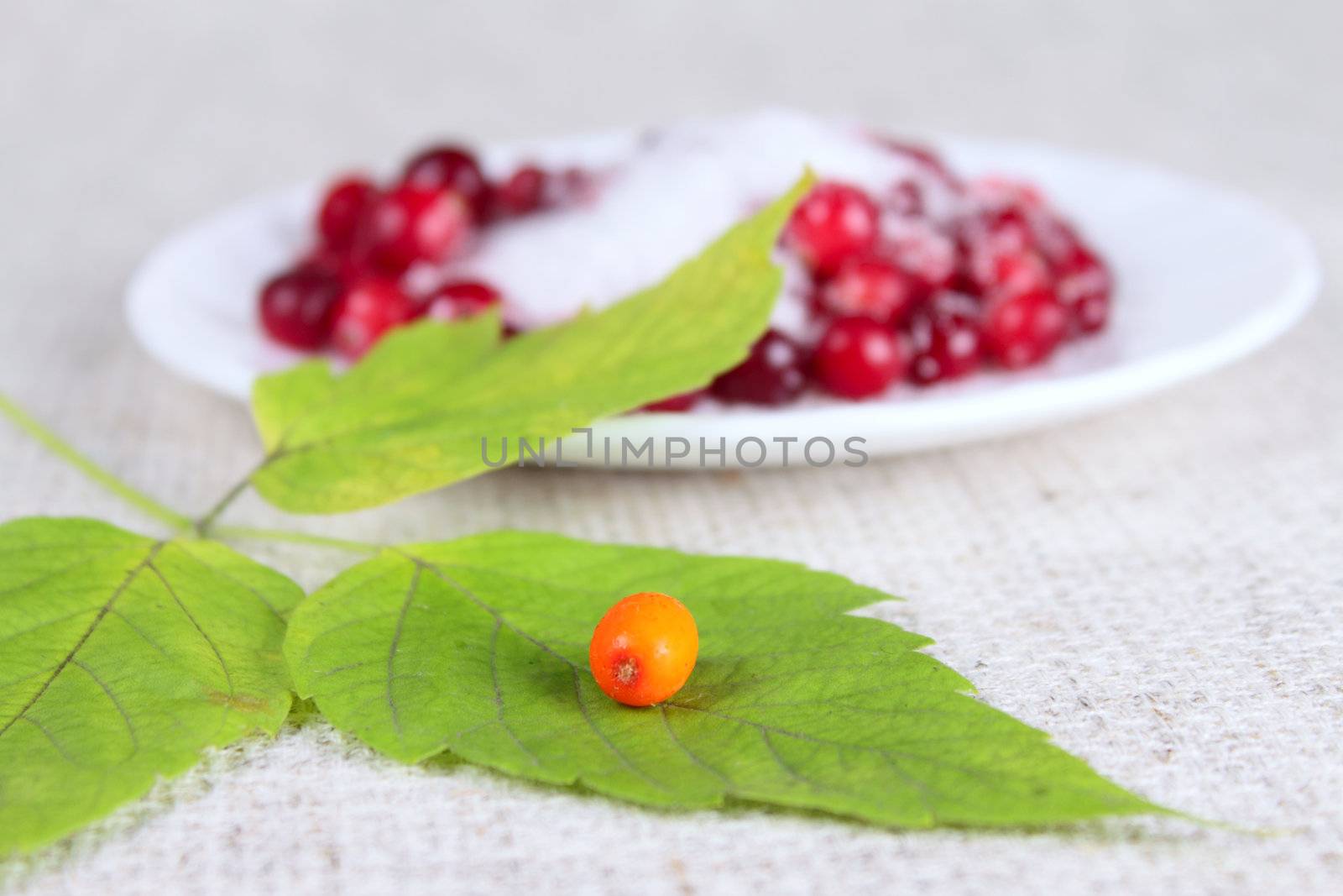 Sea-buckthorn berries on green sheet removed close up against a cowberry sprinkled with sugar