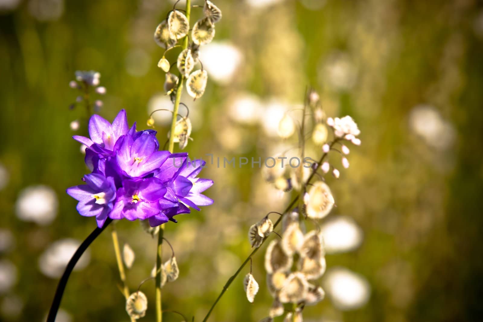Grunge image of a purple flower in field of white wild flowers