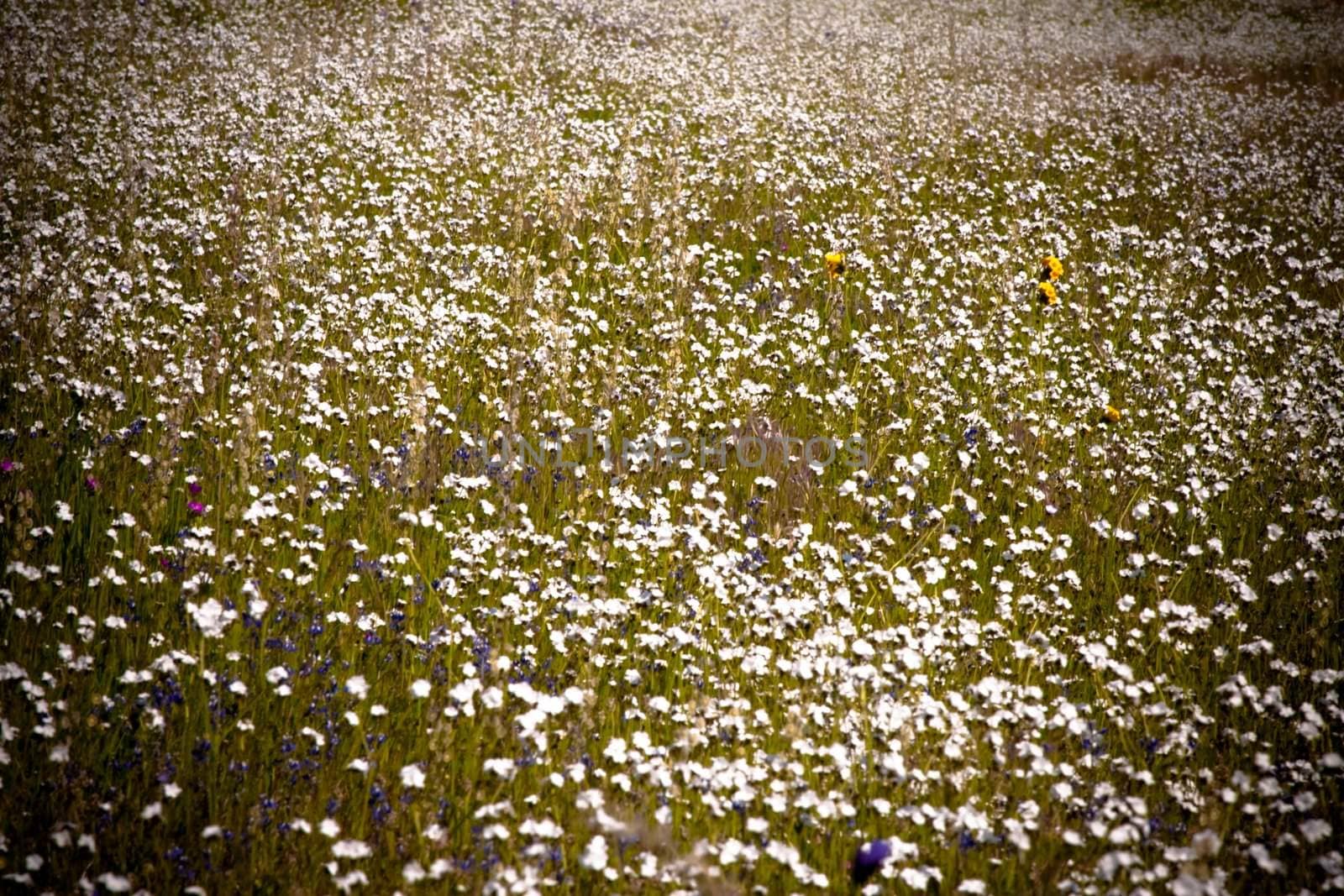 White wild flowers by timscottrom