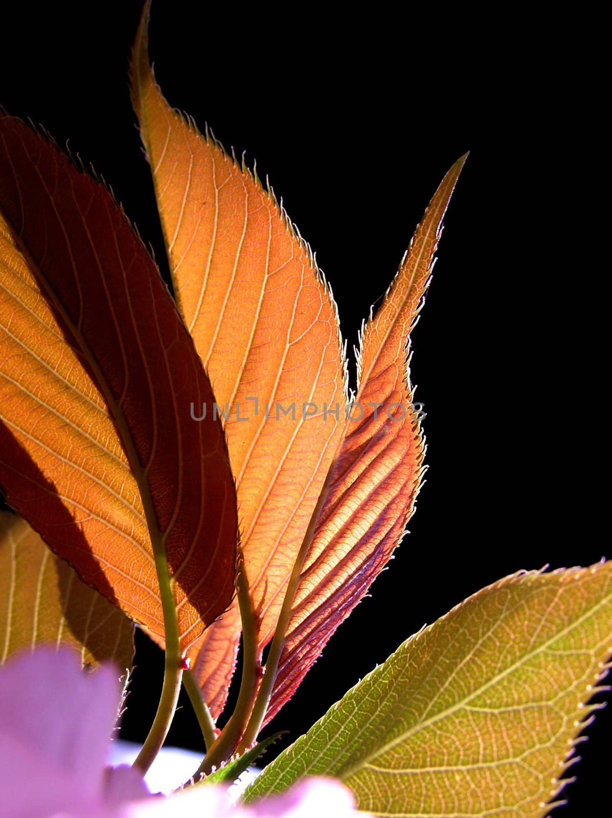 Transparent yellow leaves in spring