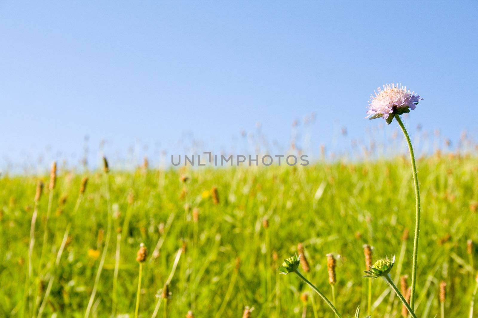 Lawn by juweber