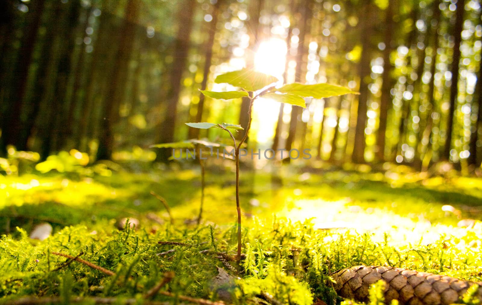 Beautiful scenery with sunbeams in the forest by juweber