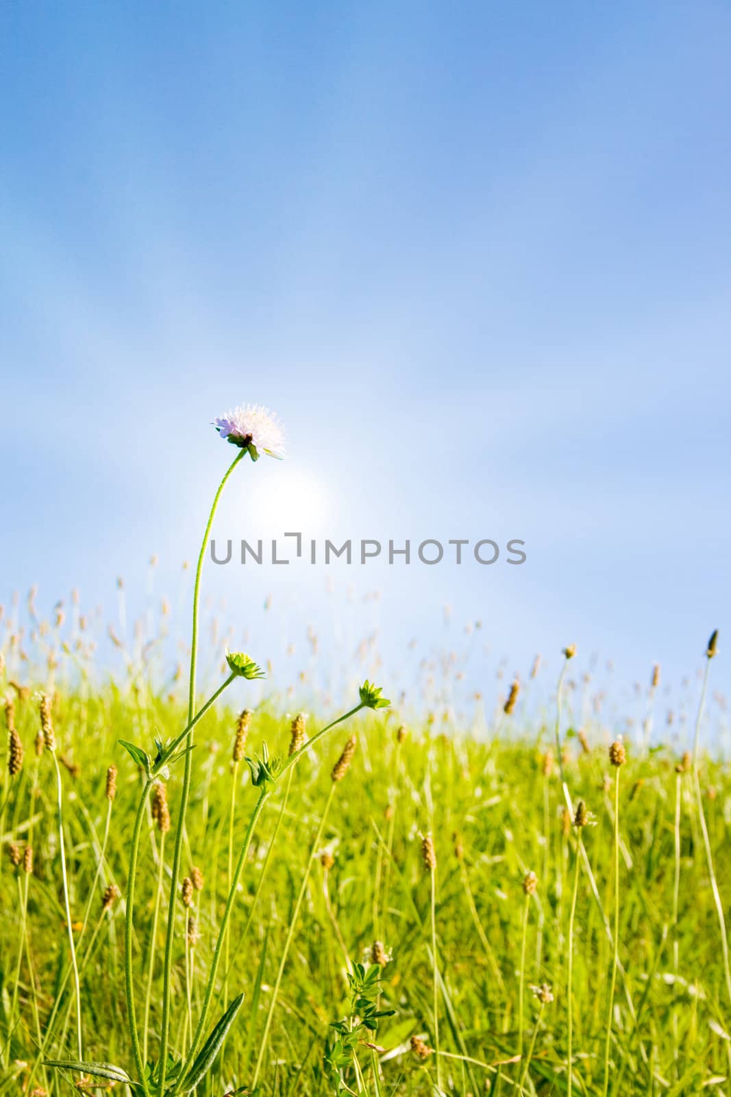 Idyllic lawn with sunlight by juweber