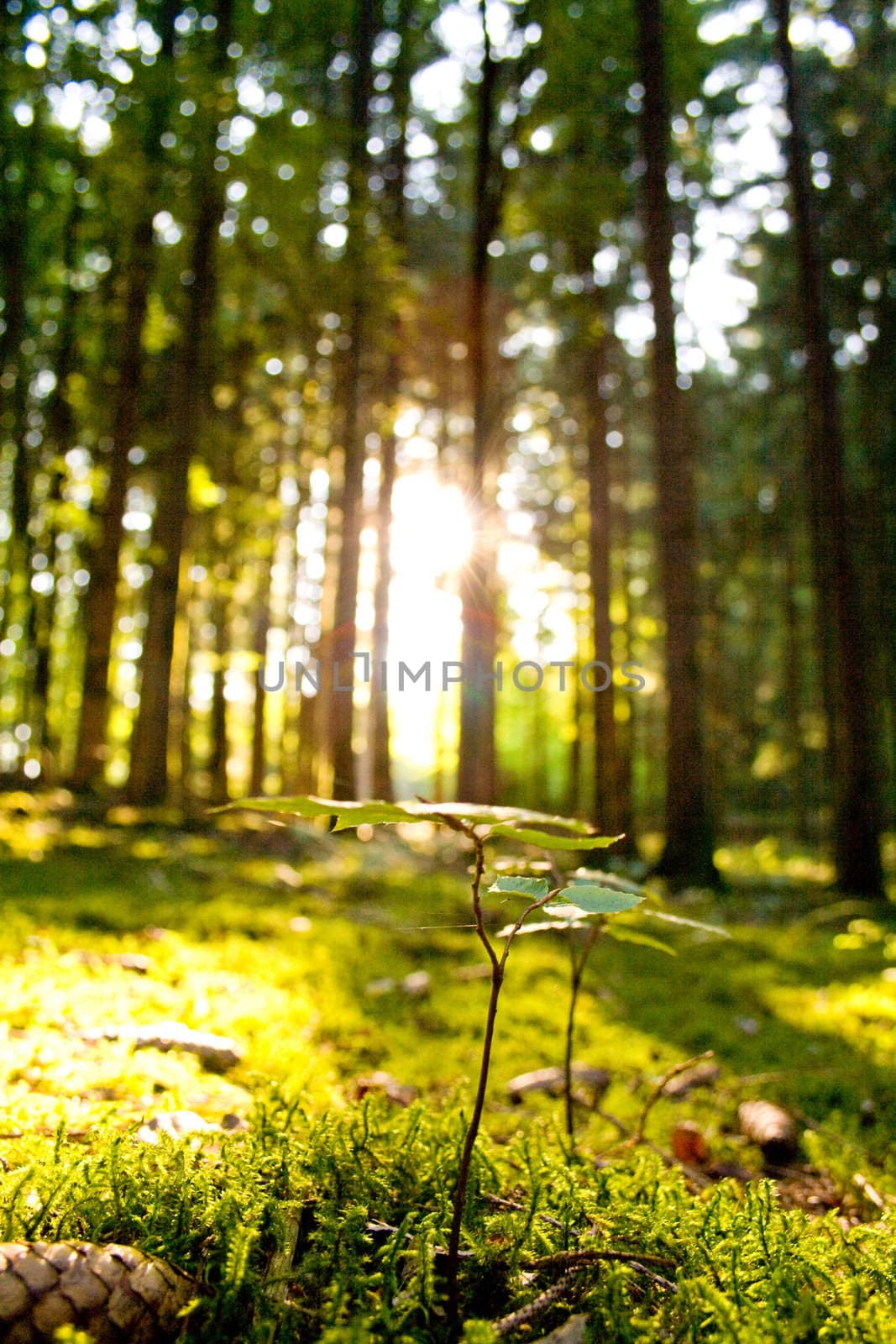 Beautiful scenery with sunbeams in the forest by juweber