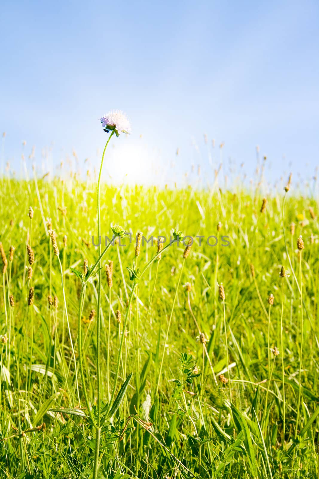 Idyllic lawn with sunlight