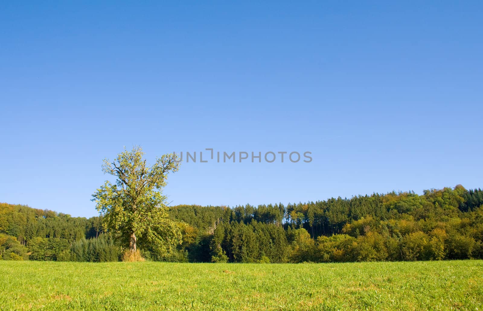 Idyllic meadow with tree by juweber