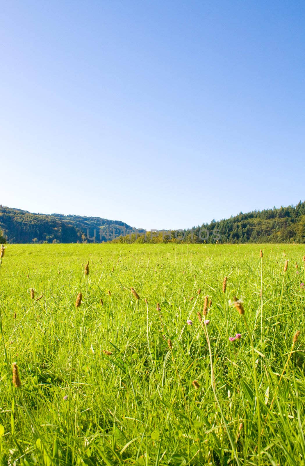 Idyllic meadow with tree by juweber