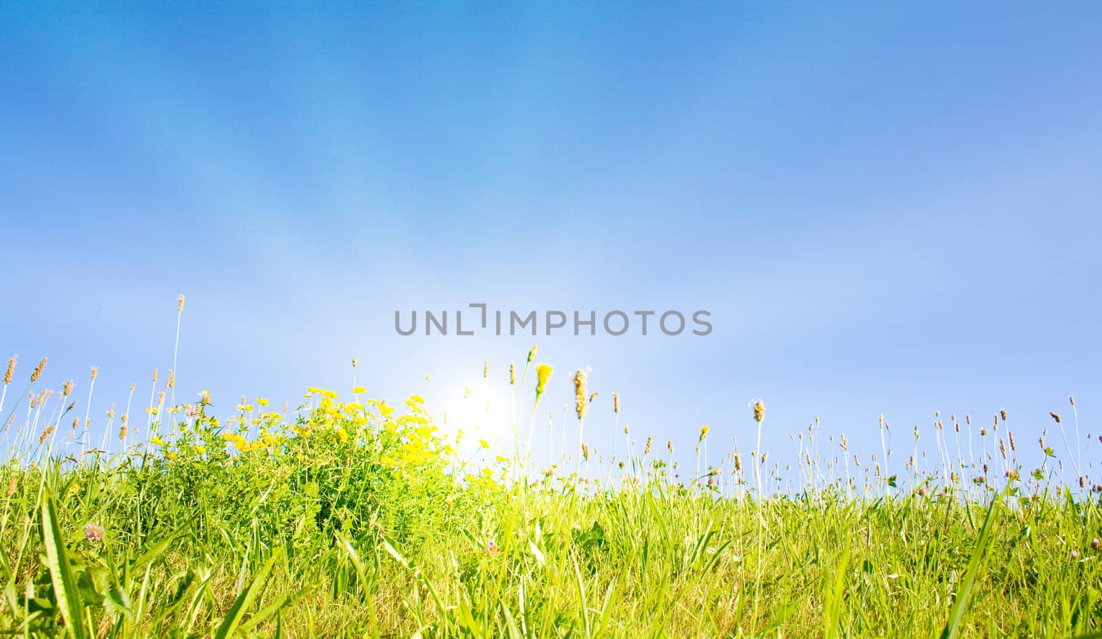 Idyllic lawn with sunlight by juweber