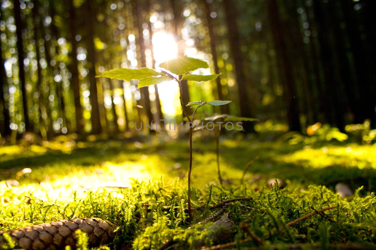 Beautiful scenery with sunbeams in the forest by juweber