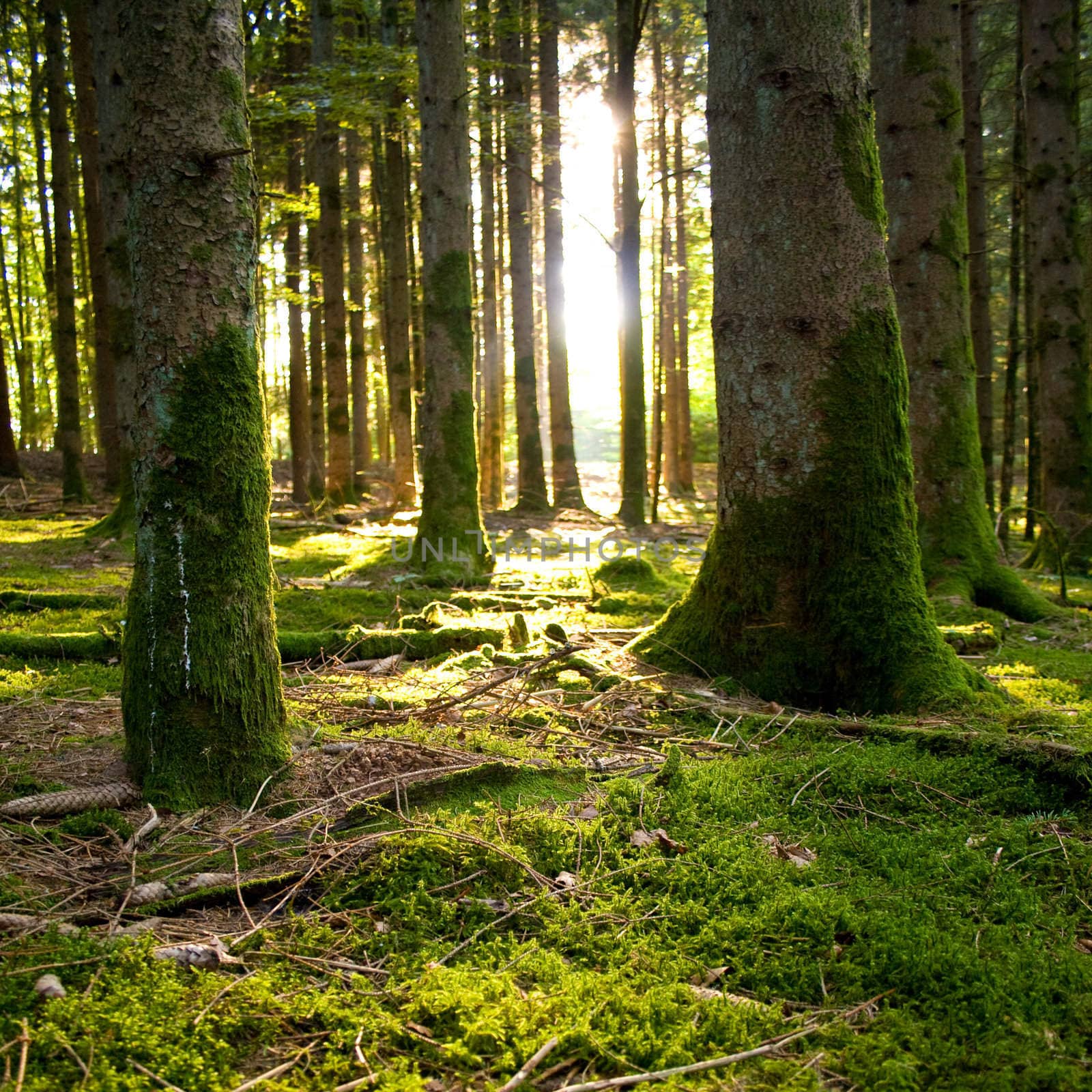 Beautiful scenery with sunbeams in the forest by juweber