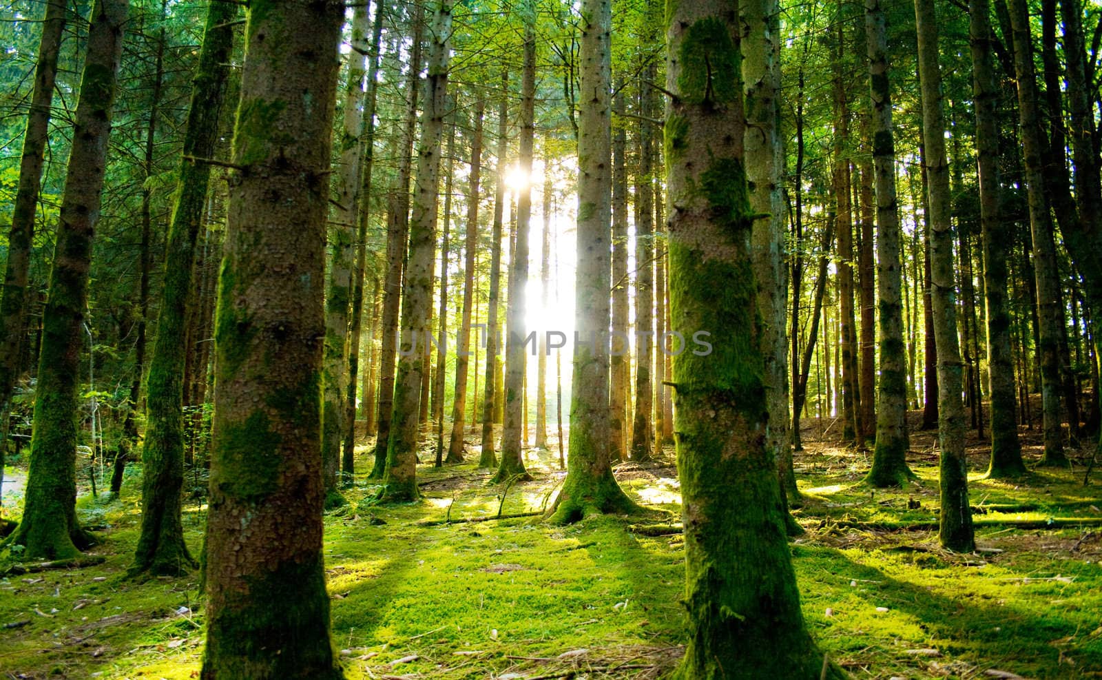 Beautiful scenery with sunbeams in the forest