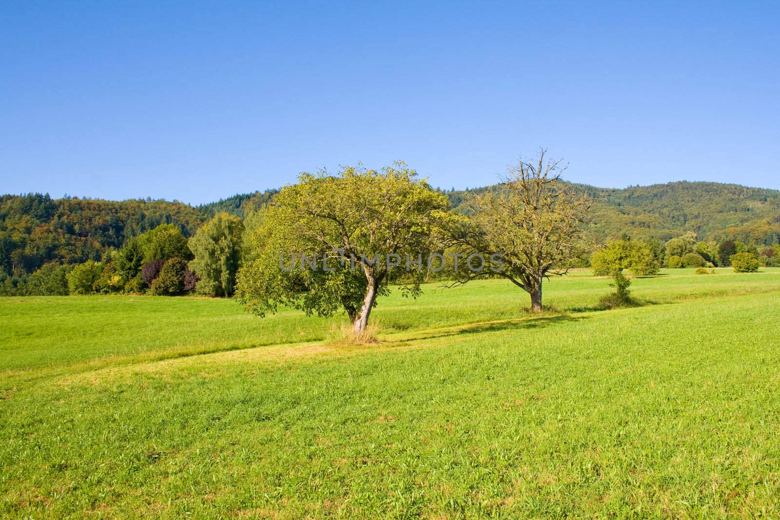 Idyllic meadow with tree