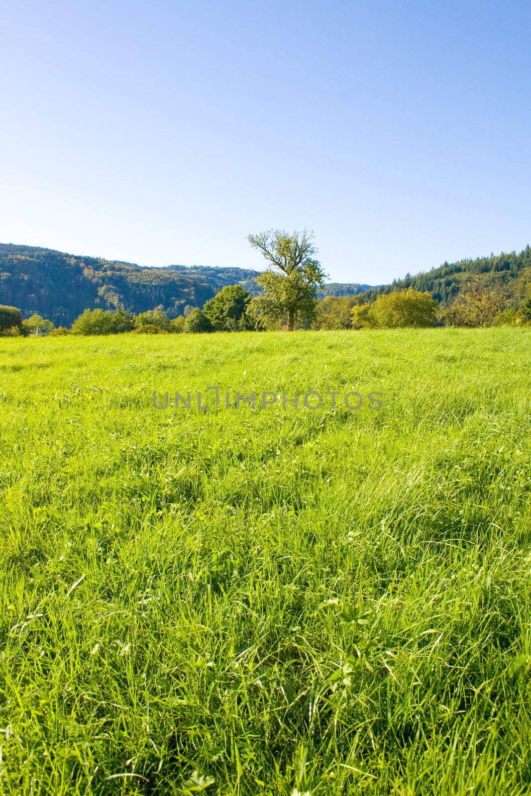 Idyllic meadow with tree