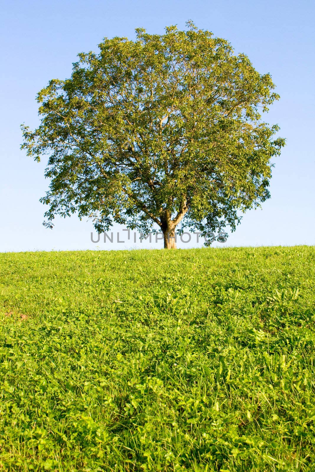 Idyllic meadow with tree