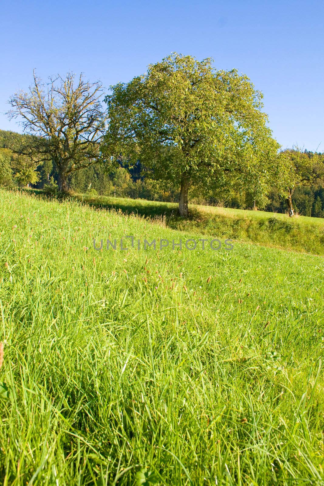 Idyllic meadow with tree by juweber