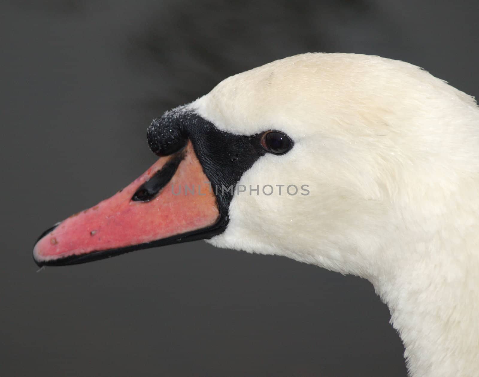 the side face of swan
