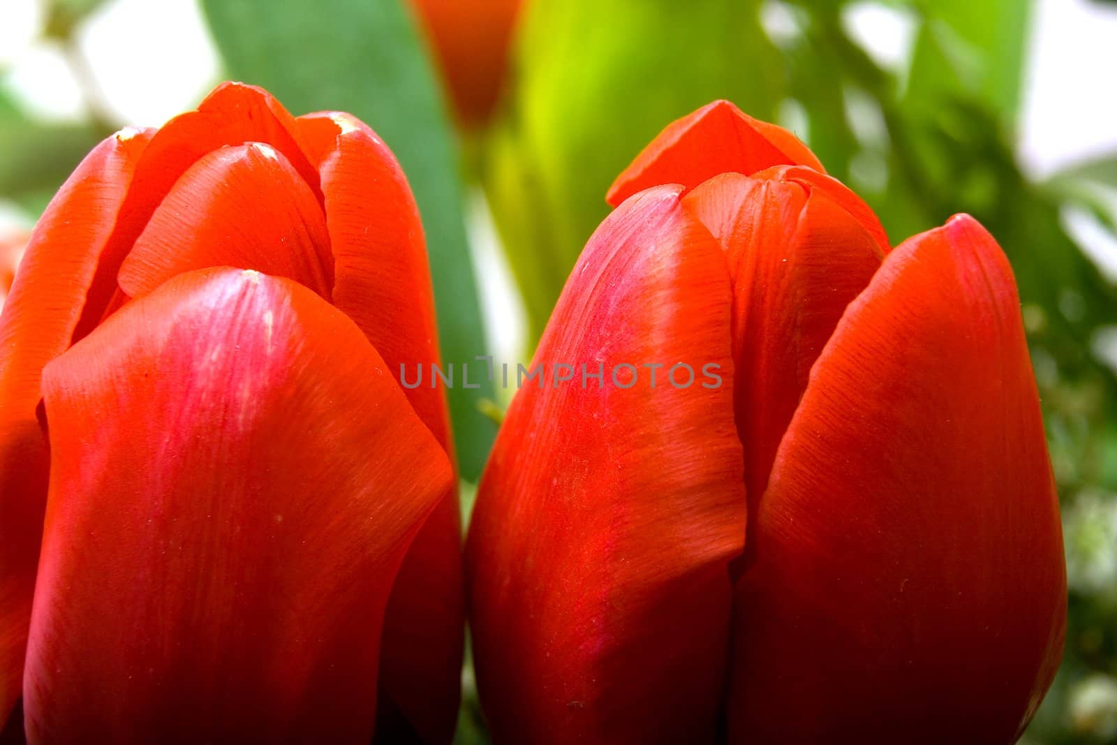 Beautiful red tulips with green leaves