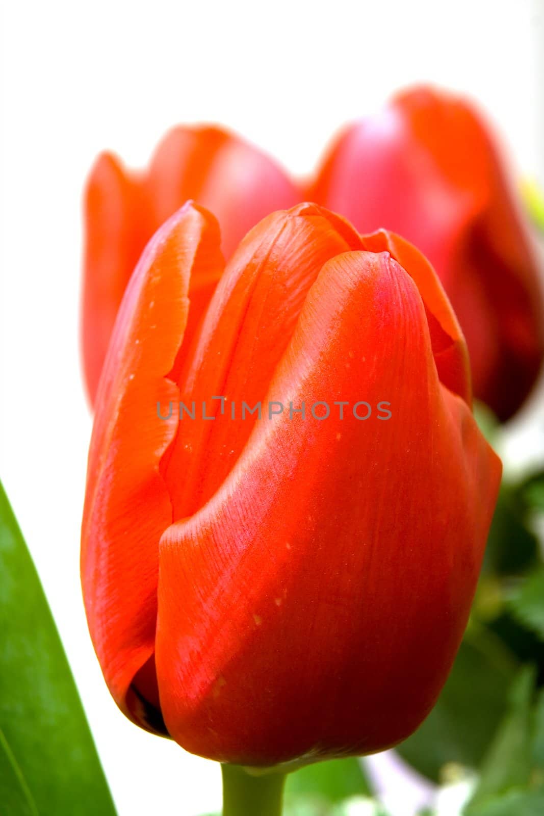 Red Tulip by Vladimir