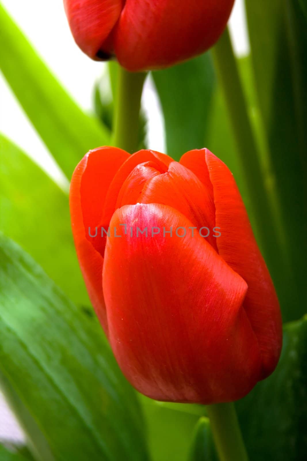 Beautiful red tulips with green leaves on white background
