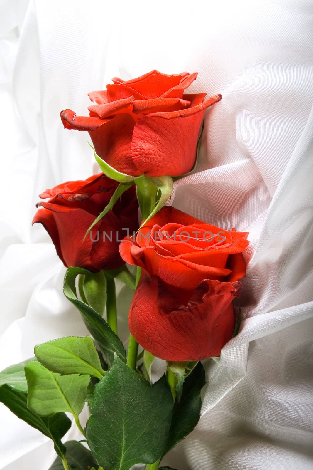 Red roses by Vladimir