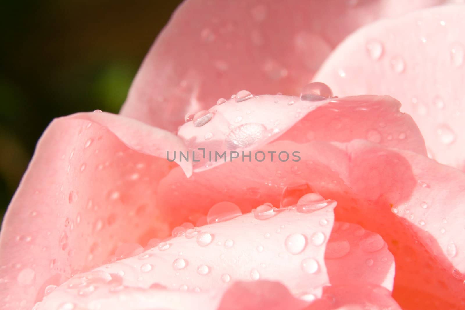 Petals of pink roses with raindrops. Beautiful natural background