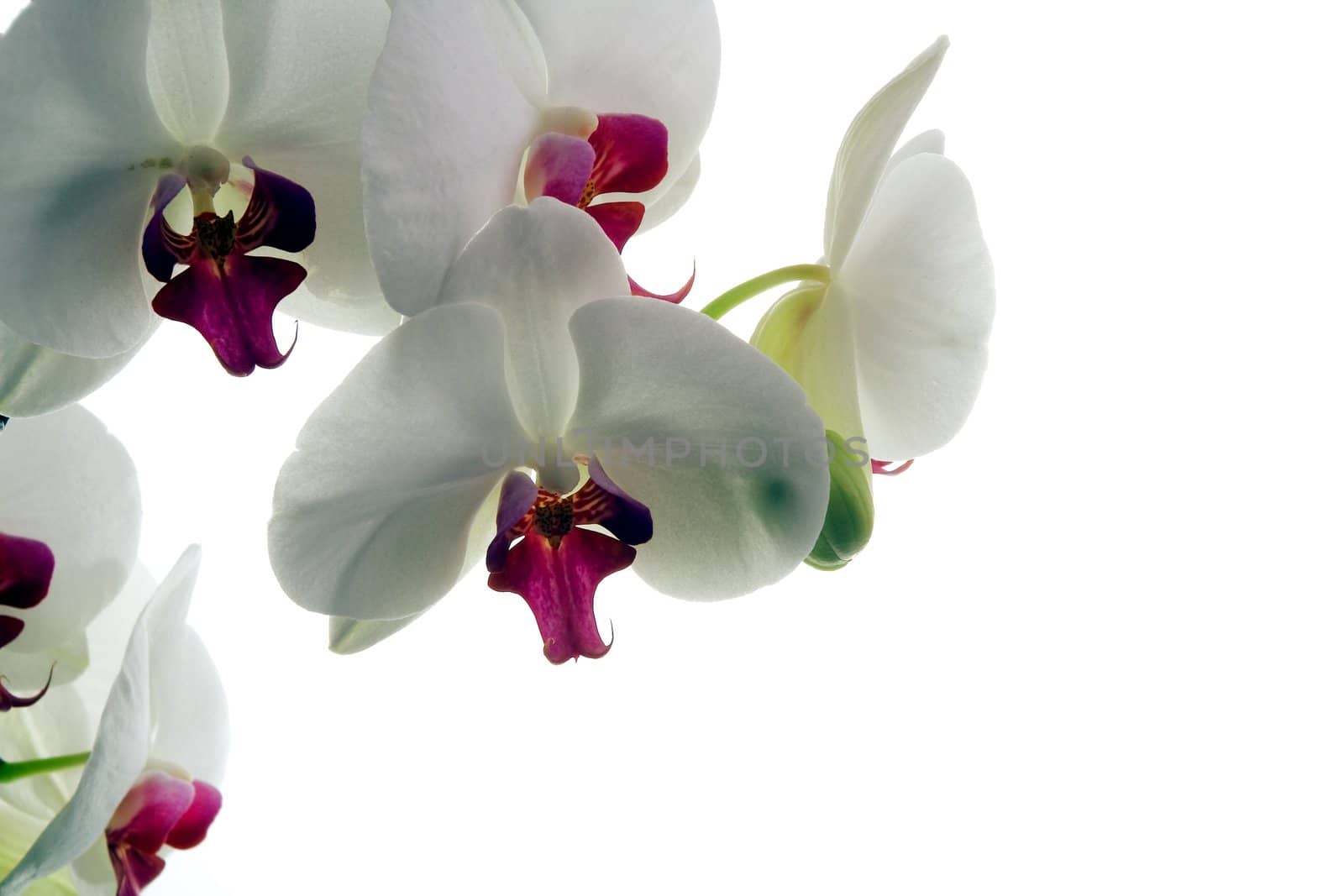 Orchid flowers on a white background. Isolated object. Background for graphic design