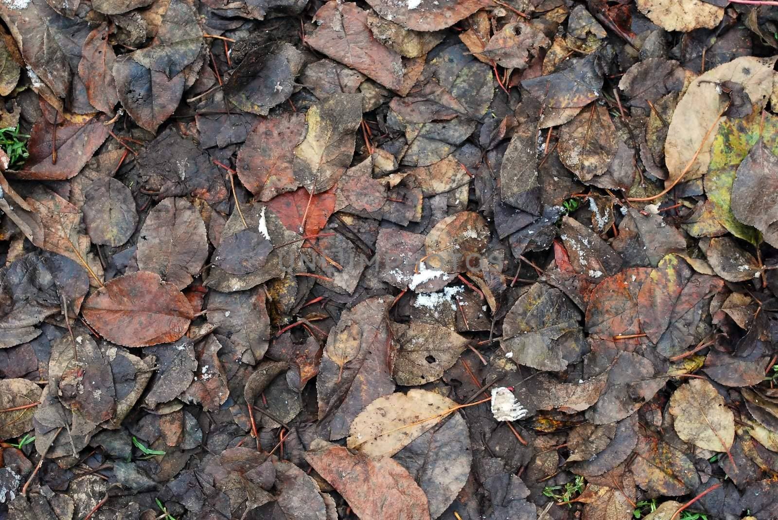 Dark Fallen Leaves on Ground in Mud Texture