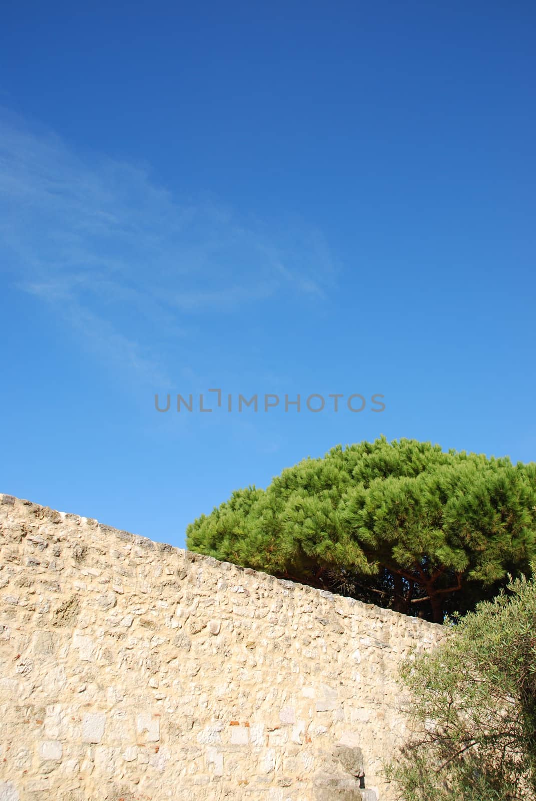 photo of an architecture ruin detail and tree (sky background)