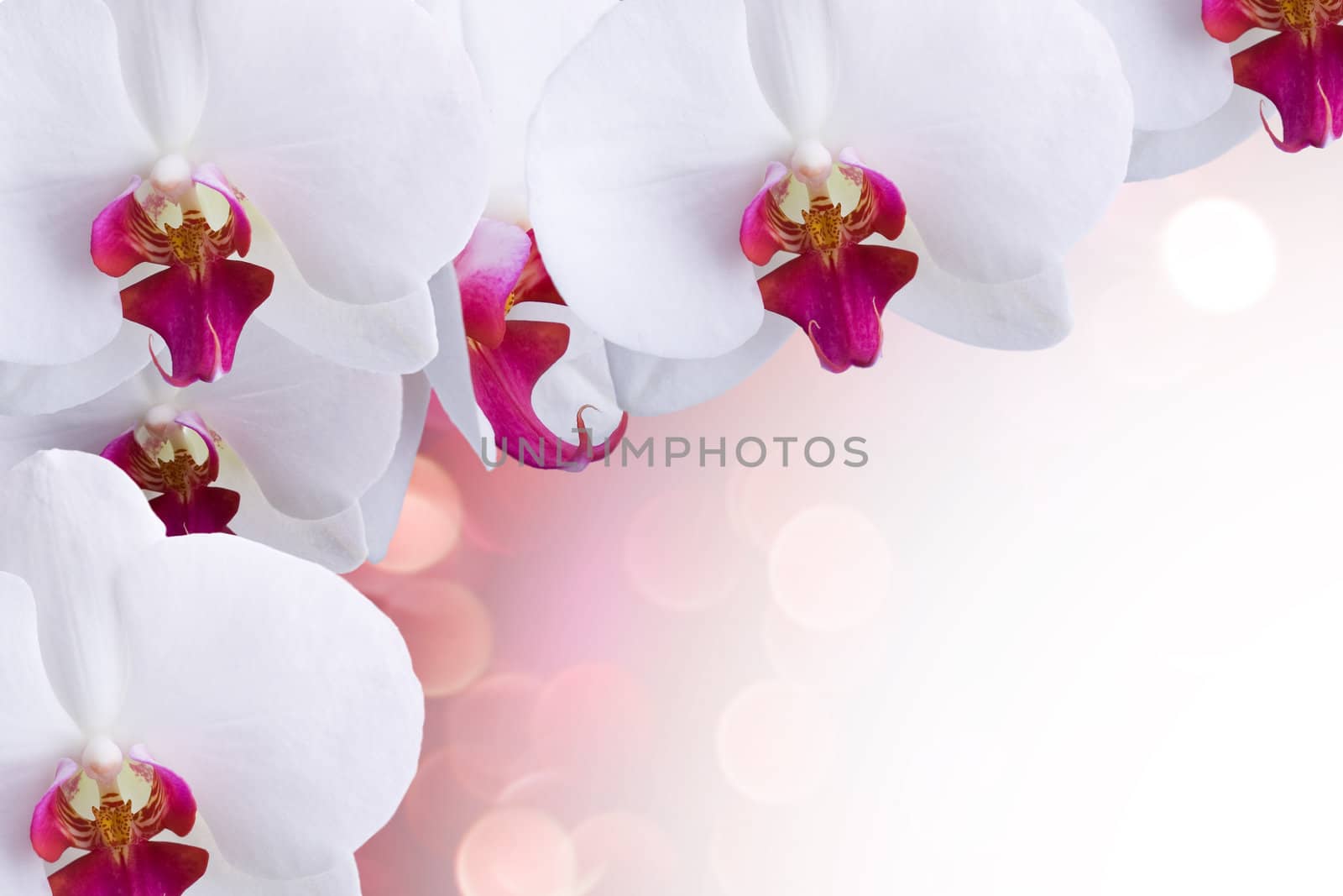Orchid by Vladimir