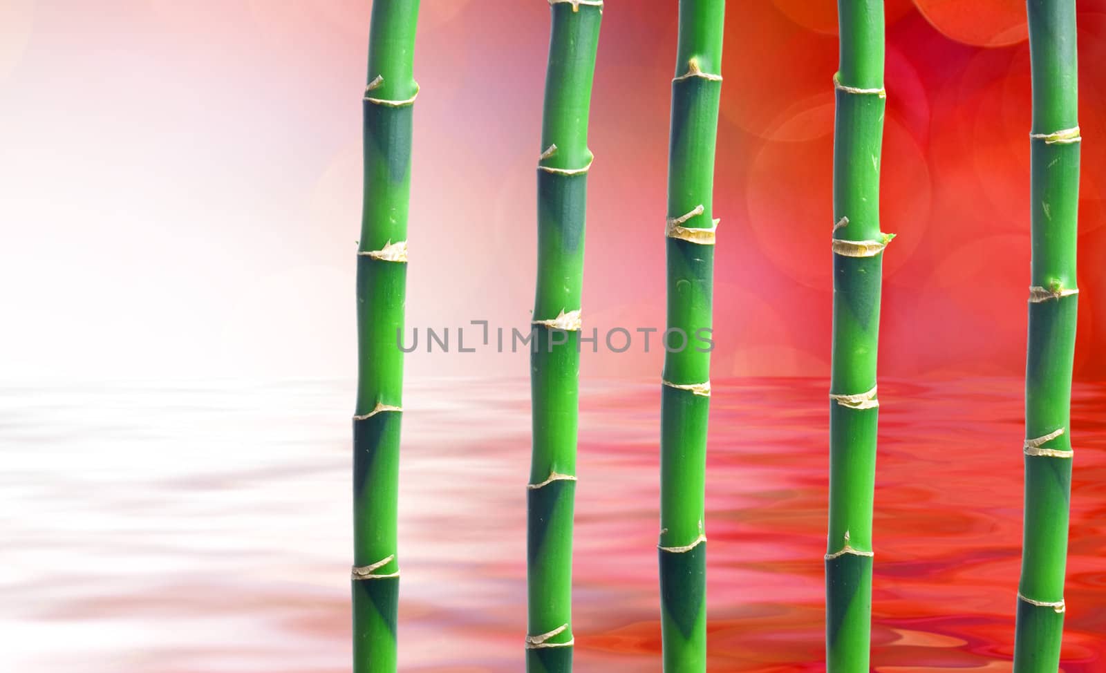 Bamboo by Vladimir