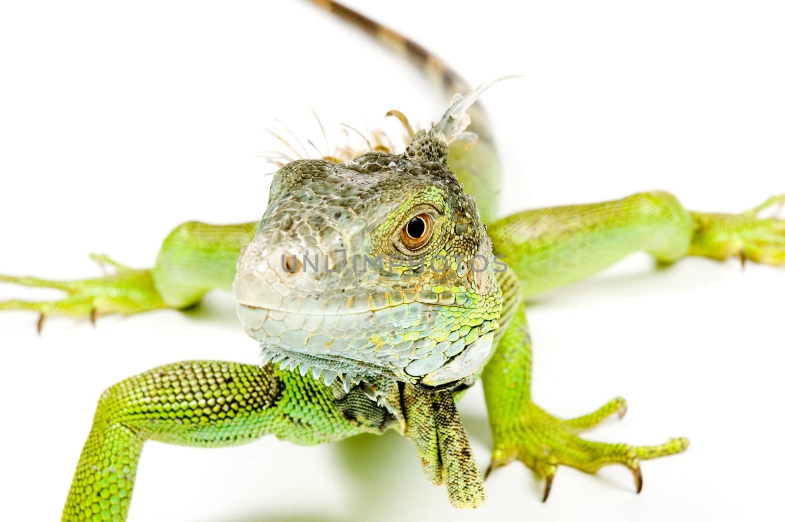 close up of an iguana by ladyminnie