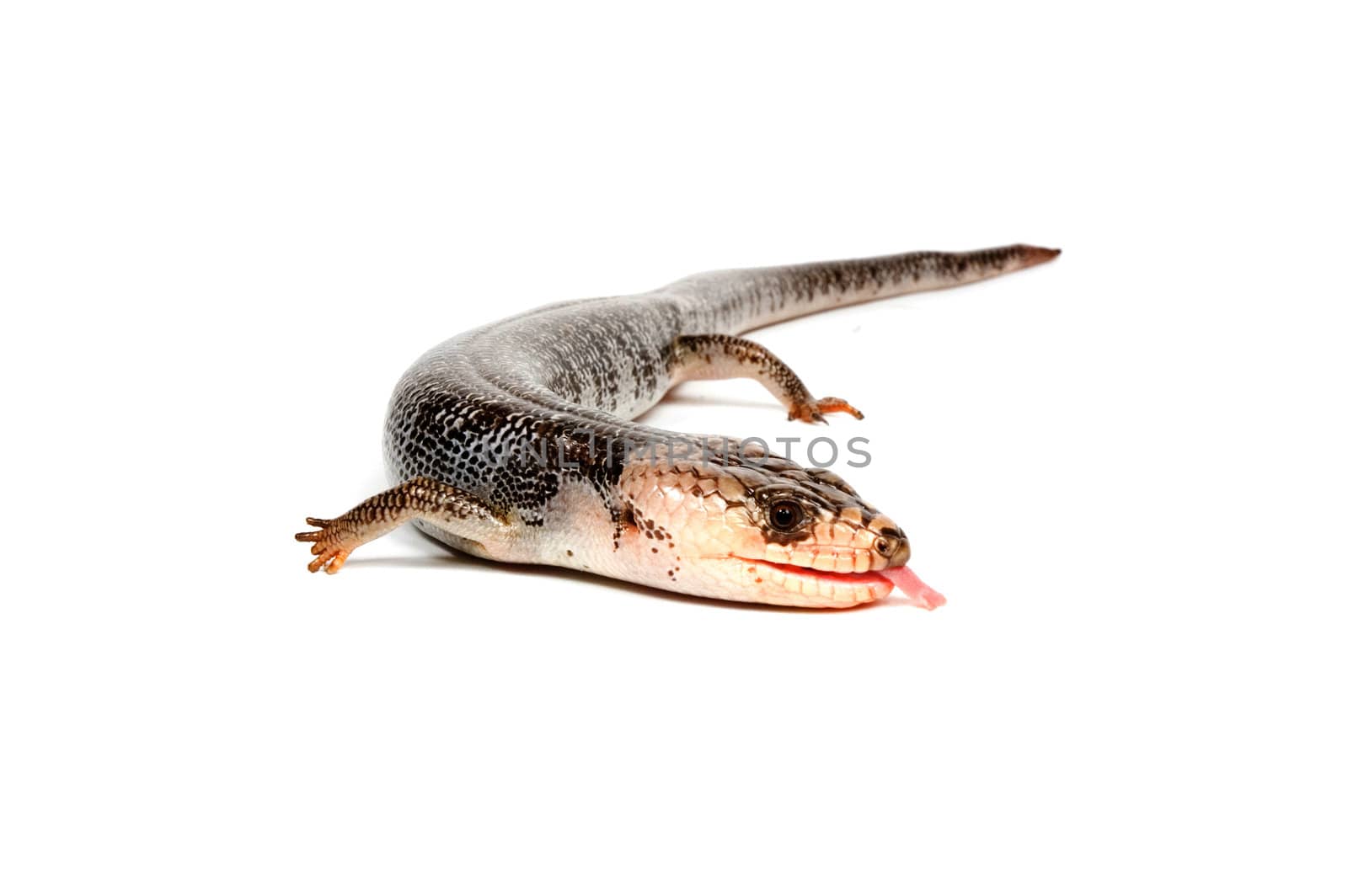 Pink-Tongue Skink (Hemisphaeridon gerrardi) isolated on a white background