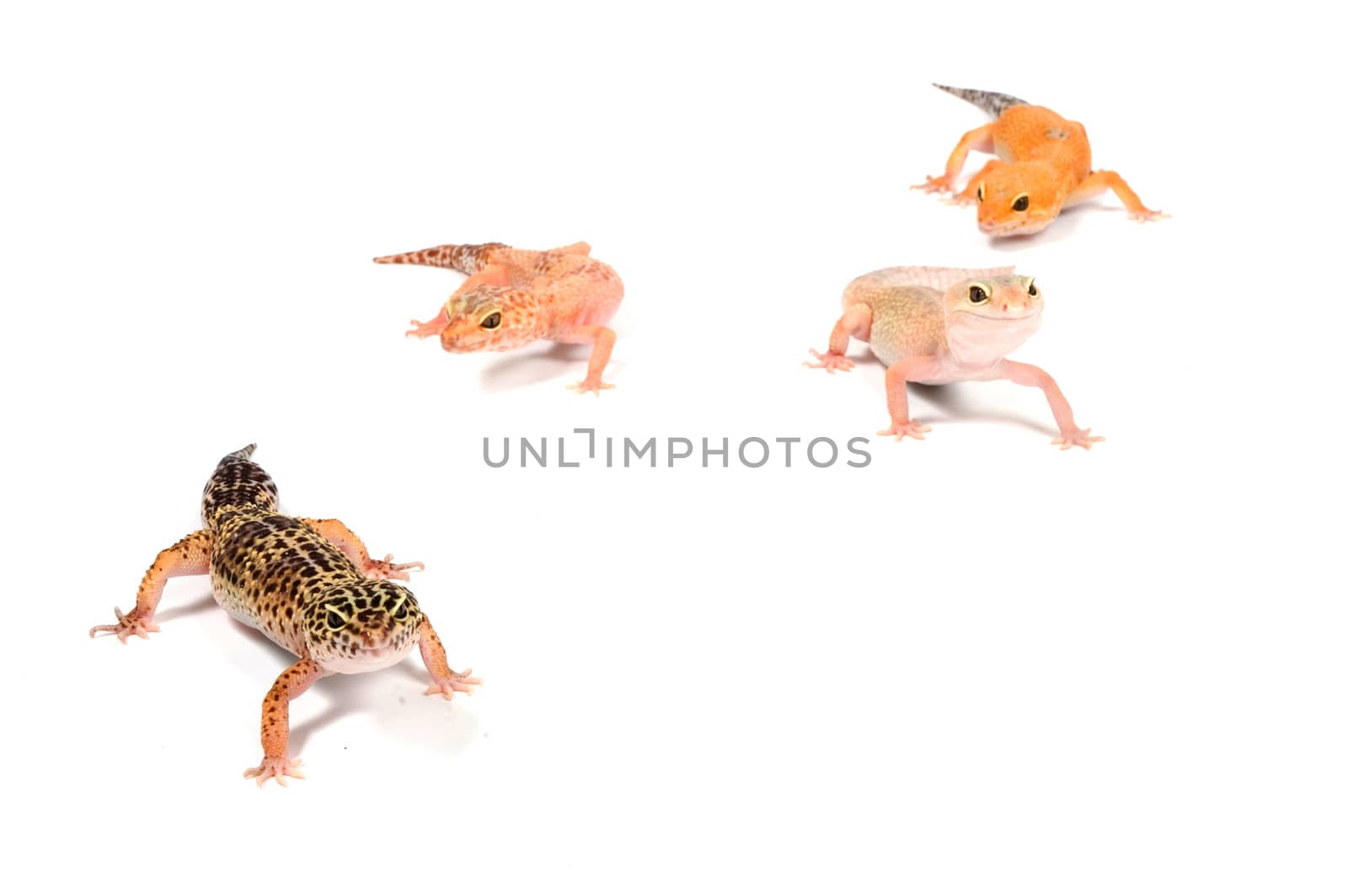 four Gecko in front of a white background 