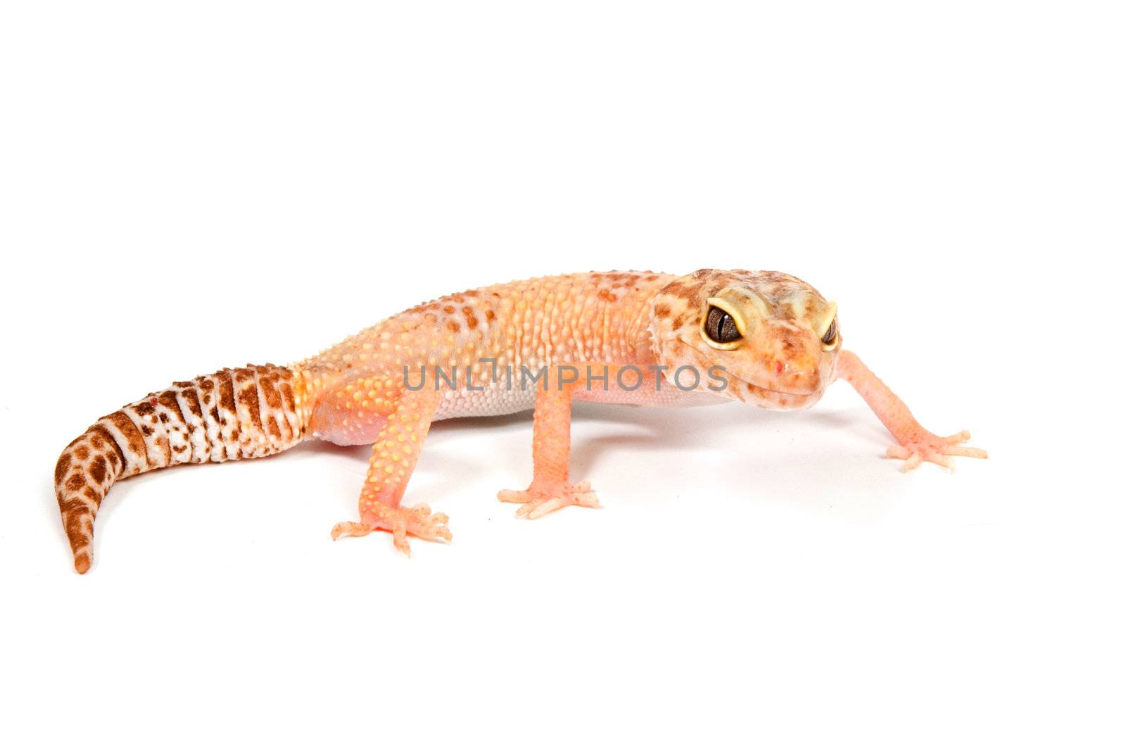 Gecko in front of a white background 