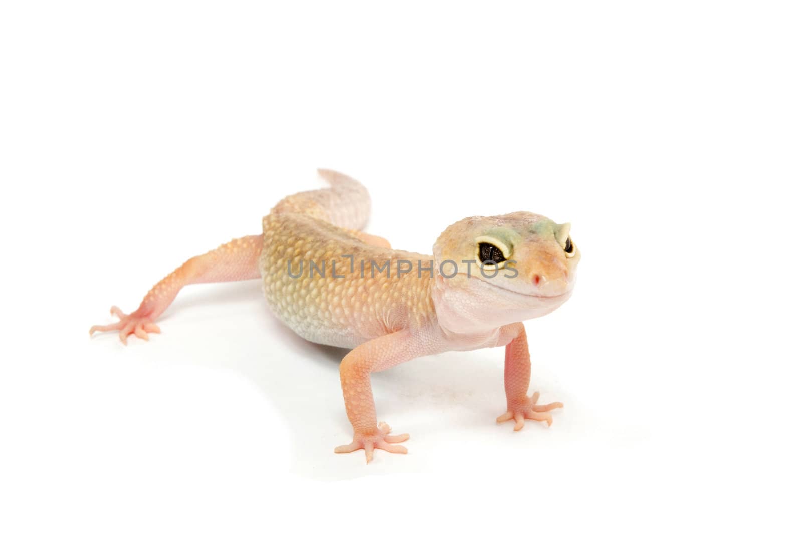 Gecko in front of a white background 