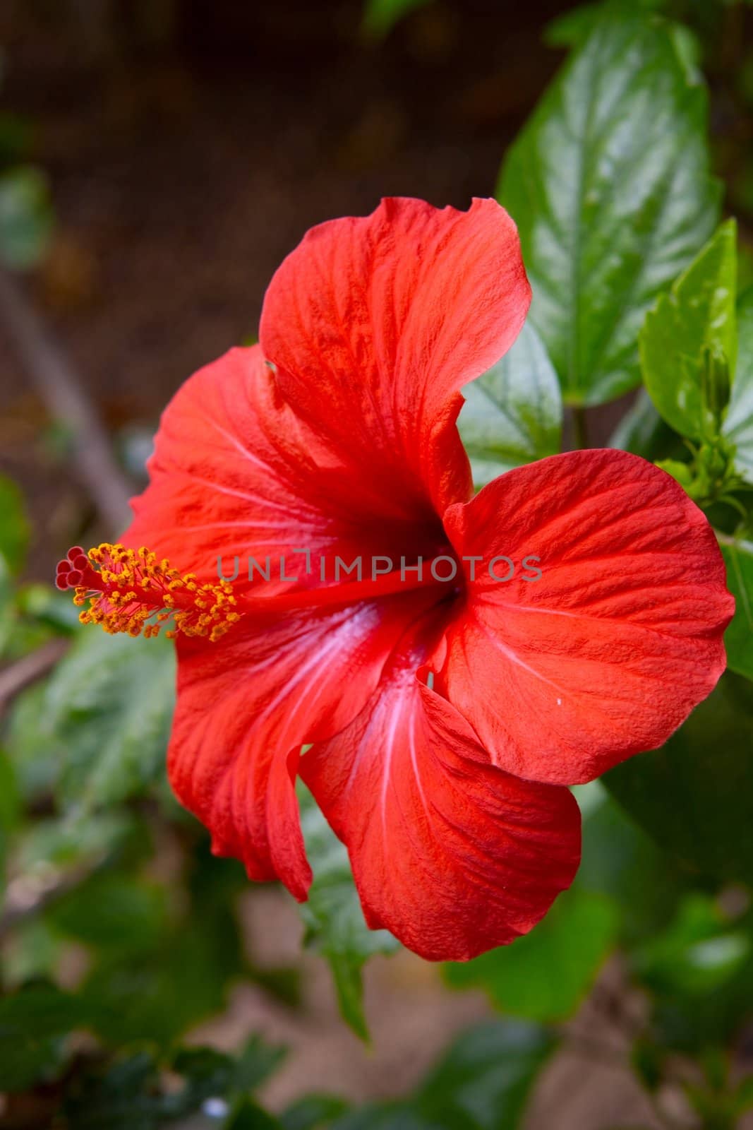 Closeup of Chinese Hibisci Rosae-Sinensis Flower