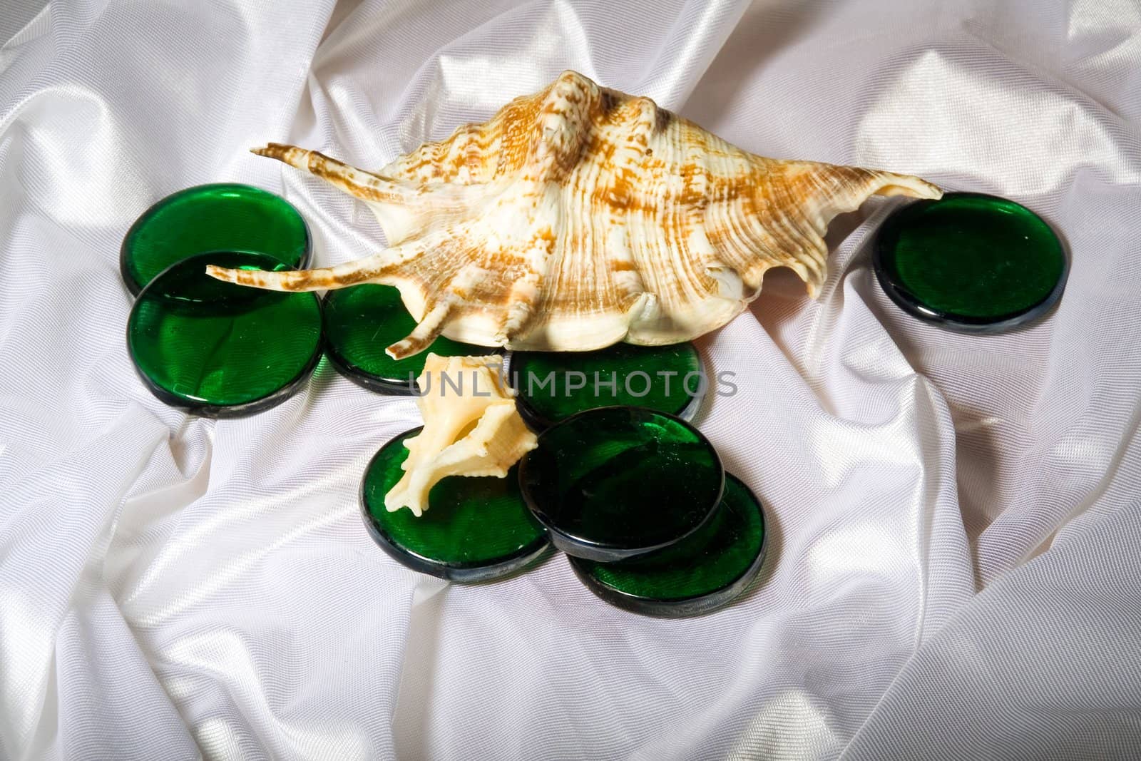 Sea shells by Vladimir