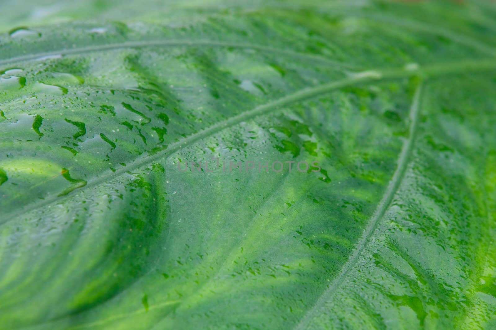 green leaf close up