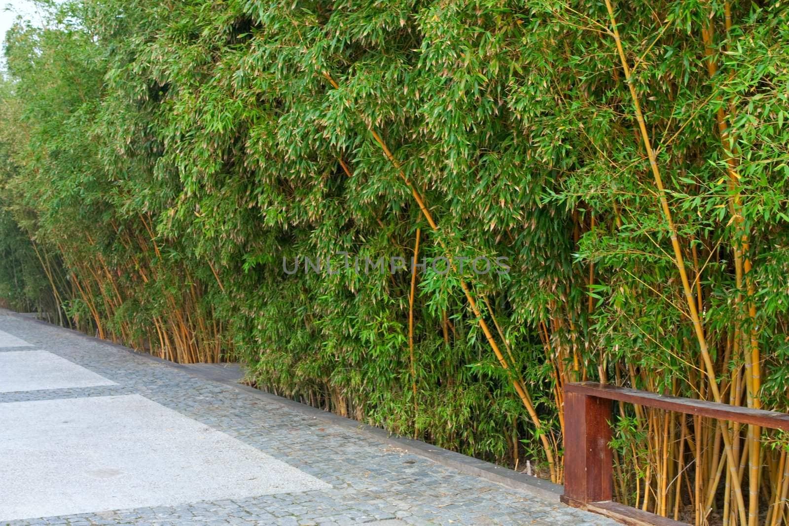 Bamboo forest in a park 