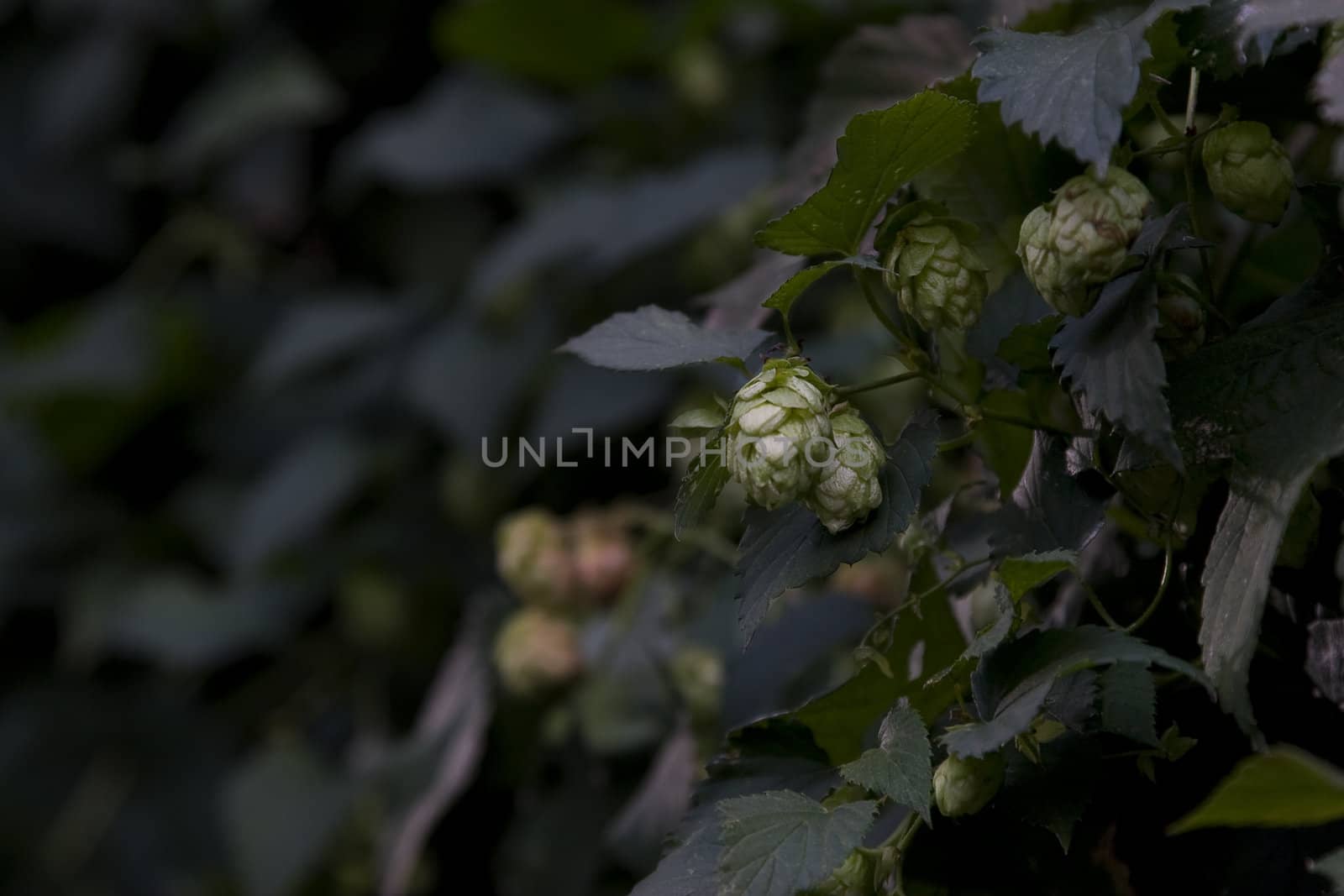 close up view of hops buds growing on plant